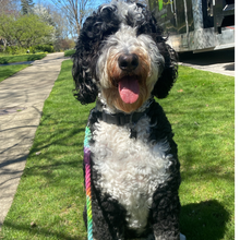 Load image into Gallery viewer, dyeDog Leash